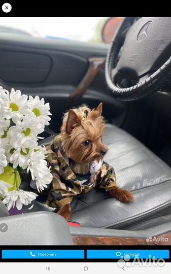 Мини йорики