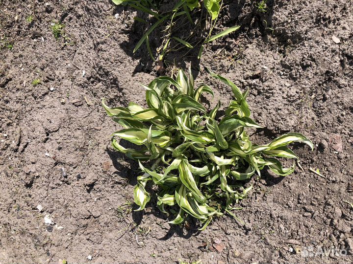 Рассада перцев