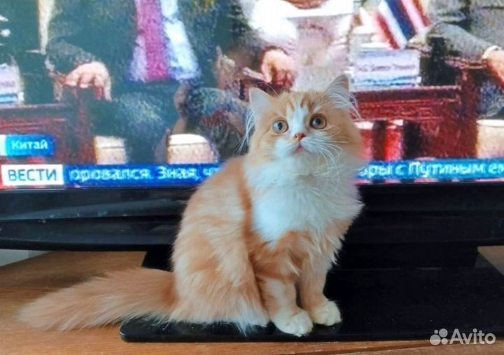 Девочка пушинка