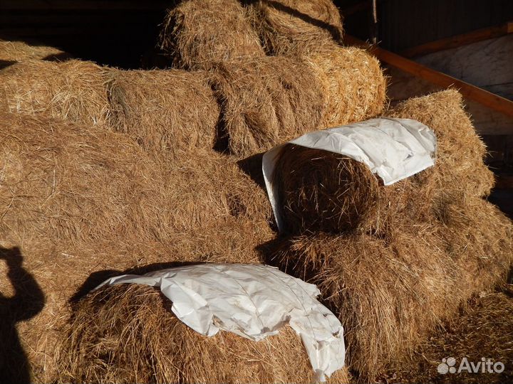 Сено луговое, костёр, овёс