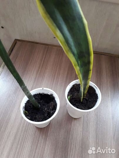 Сансевиерия щучий хвост)