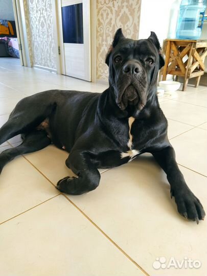 Домашние животные собаки