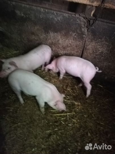 Продам поросят
