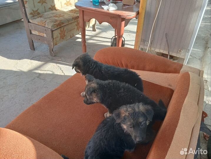 Немецкая овчарка