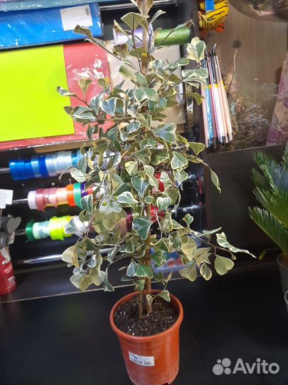 Фикус, декоративные цветы