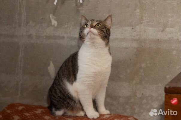 Добрая Мини