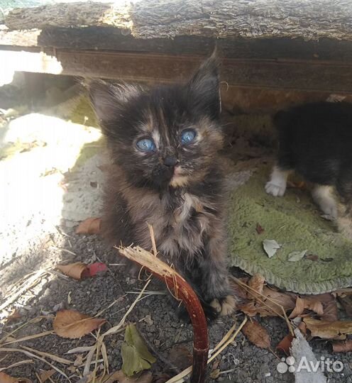 Котятки в добрые руки