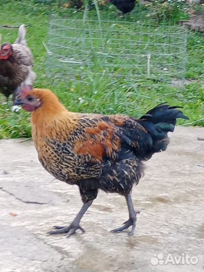 Молодые Петушки