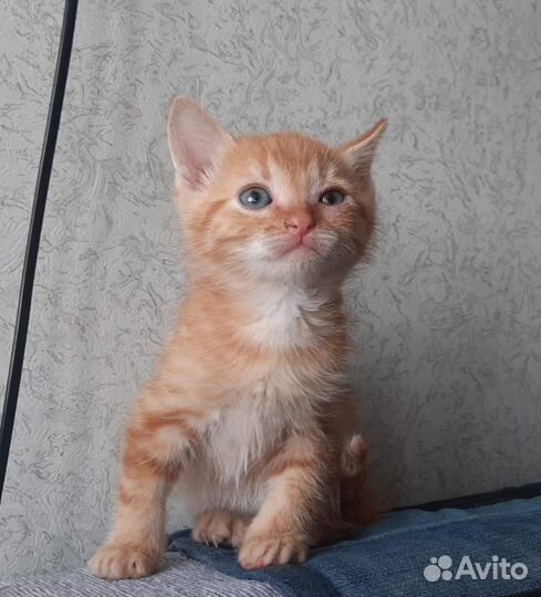 Котик и кошечка в дар