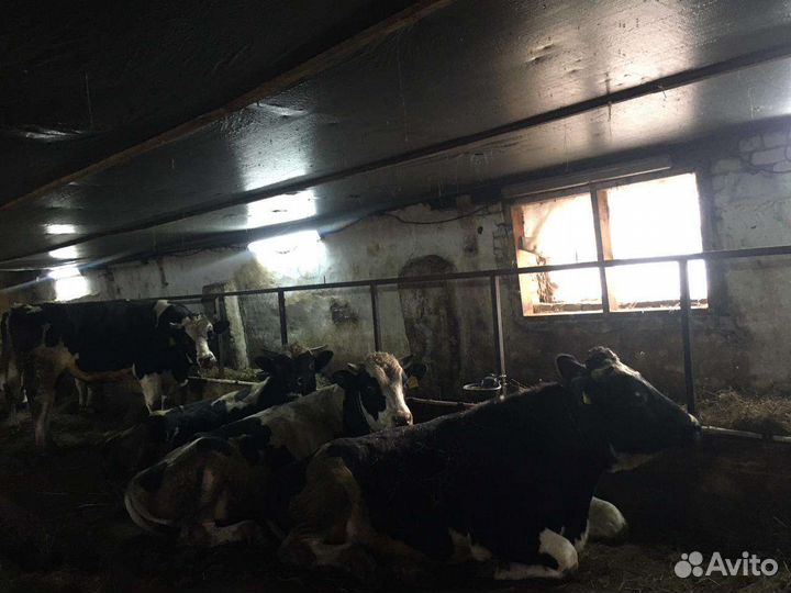 Продам быков живым весом