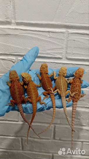 Бородатая агама