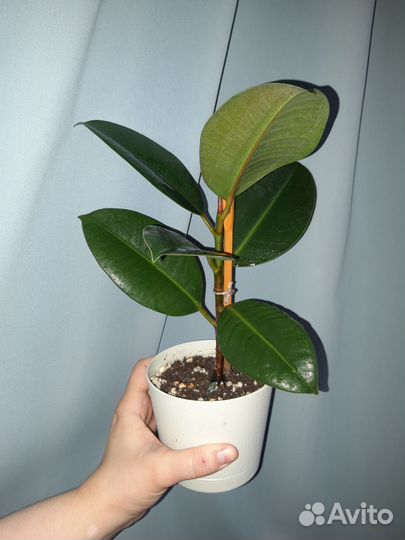 Фикусы каучуконосные