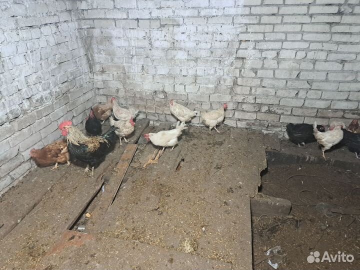 Куры несушки продам