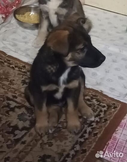 Помеченный крестом умный овчаристого типа щенок