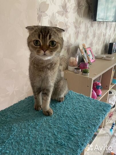 Шотландская кошечка