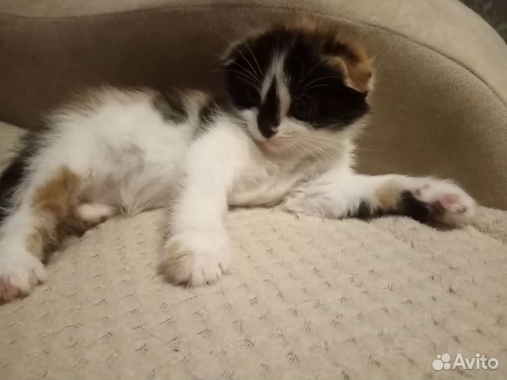 Котята в добрые руки даром