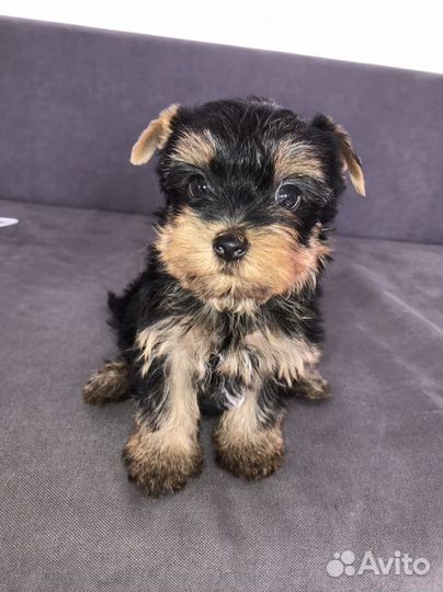 Йоркширский терьер