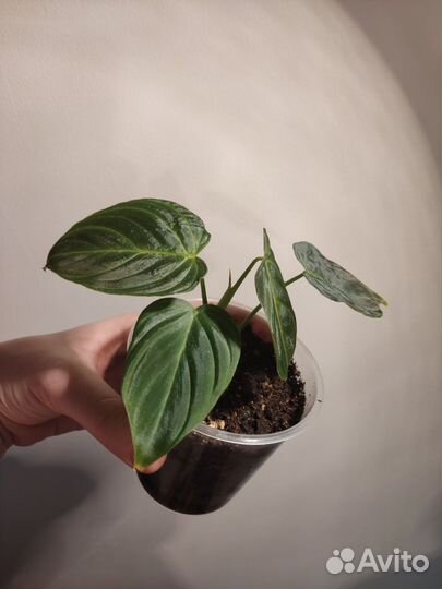 Филодендрон сплендид