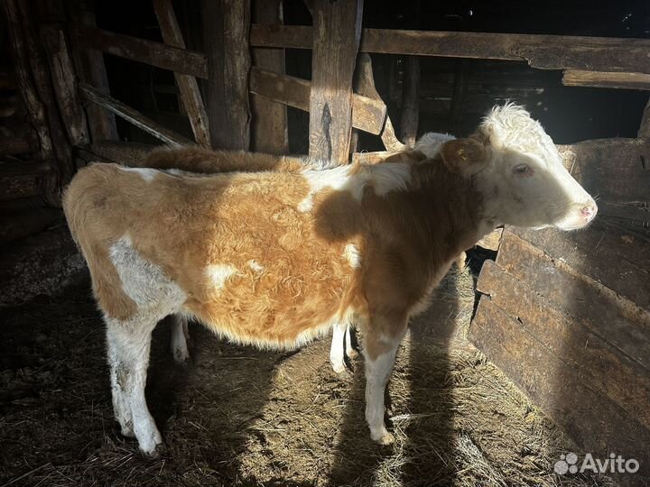 Коровы и телки