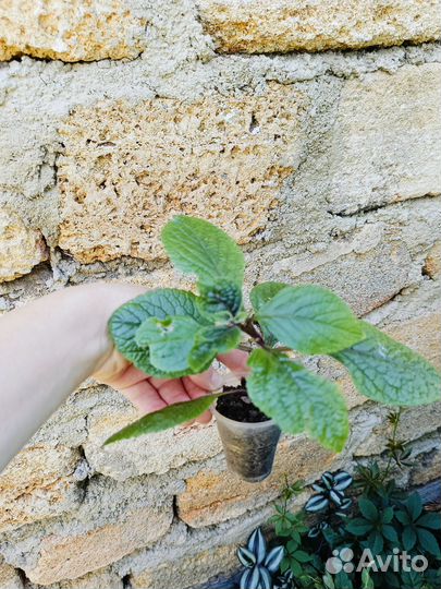 Плектрантус