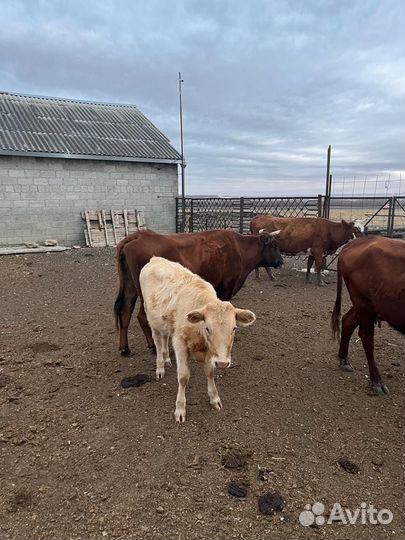 Коровы и телята