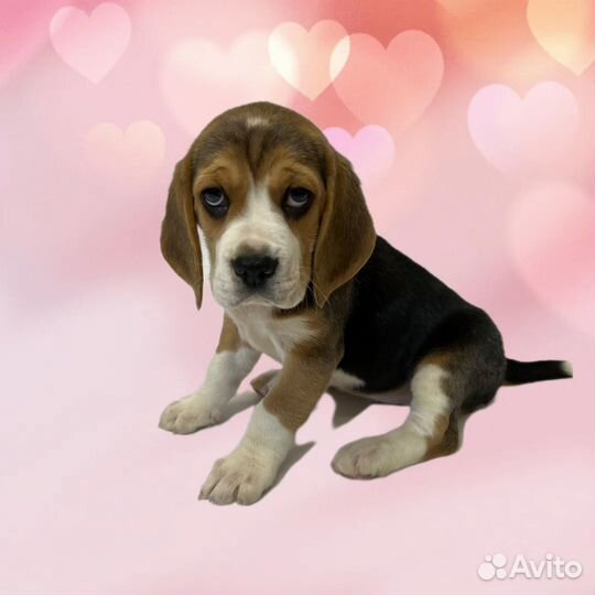 Щенки бигль девочки