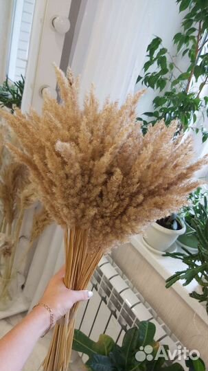 Сухоцветы пампасная трава