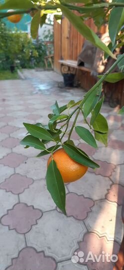 Привитой мандарин