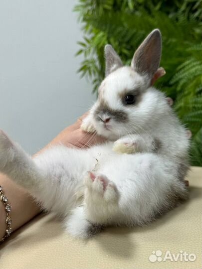 Кролик декоративный. Карликовый кролик от Питомник
