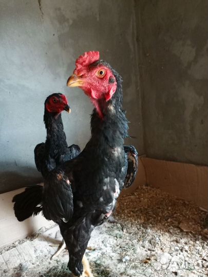 Бойцовая птица