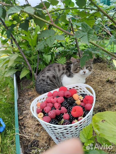 Ремонтантная малина