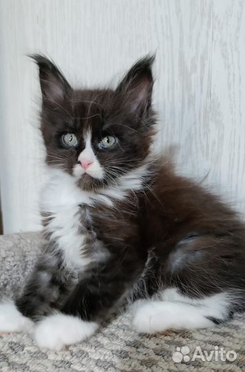 Котята мейн-кун