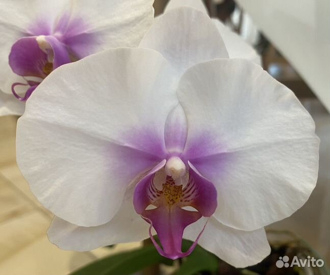 Орхидея фаленопсис размер цветка 9,5 см