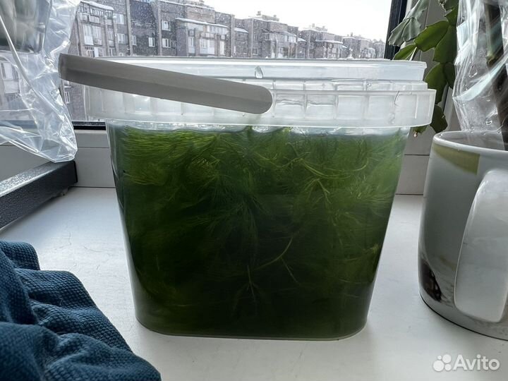 Роголистник