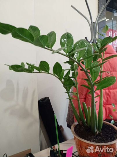 Замиокулькас