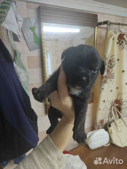 Отдам щенков в добрые руки бесплатно