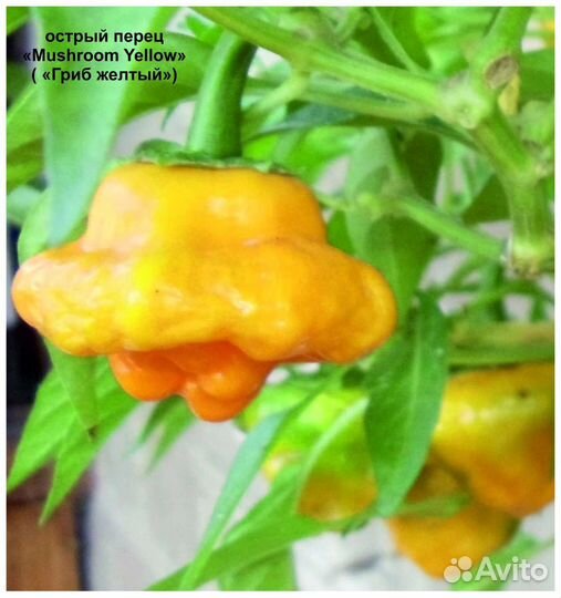 Семена. Острые перцы комнатные и для огорода