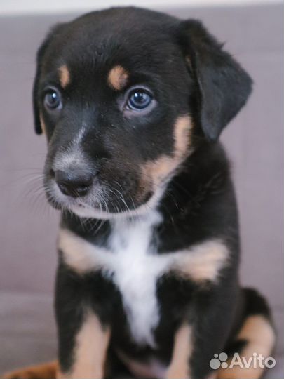 Лабрадор метис