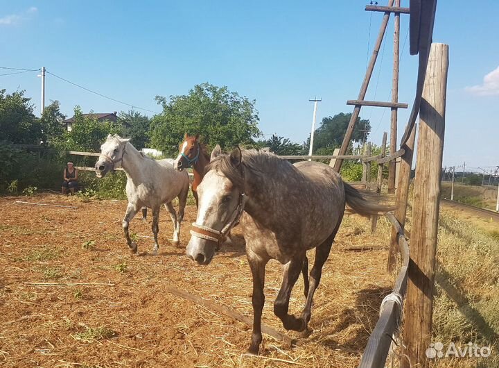 Конные прогулки, обучение верховой езде, фотосесси