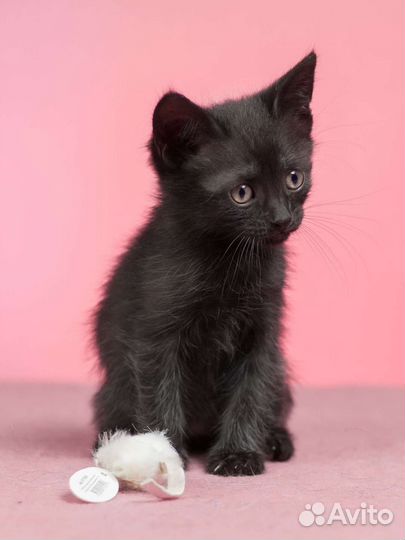 Котик 2 мес в дар