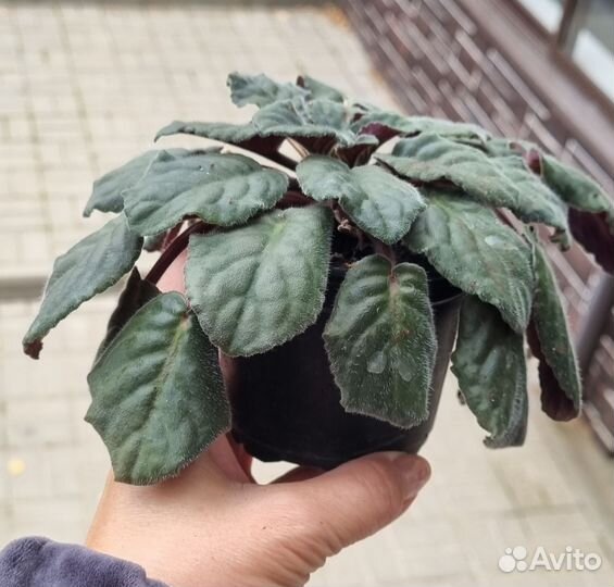 Фиалка Сенполия