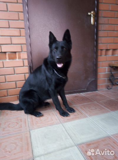 Собаки щенки