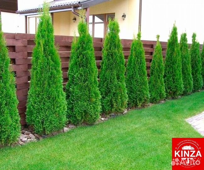 Туя брабант 1,24 м