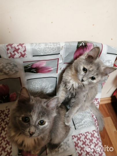 Отдам в добрые руки