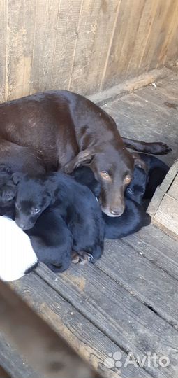 Щенки девочки и мальчики