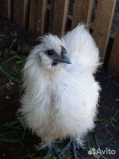 Петух брама