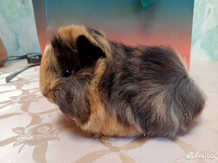 Перуанские морские свинки