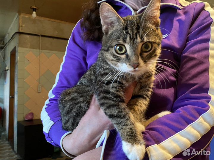 Кот