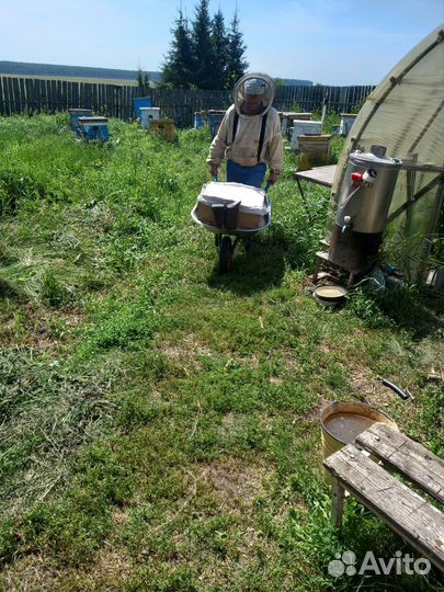 Продам пчелосемьи