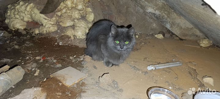 Кошка ищет Дом